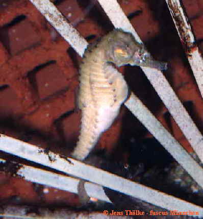 Hippocampus fuscus Männchen 